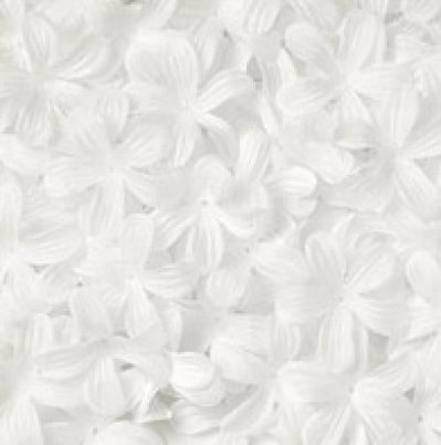 Blómablöð Stephanotis hvít image